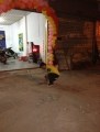 IMG_0555