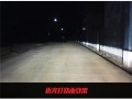 甲殼蟲(chóng)_14