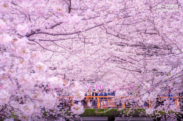 史上最浪漫的卡罗拉内饰改装 东京很热 老司机带你去赏樱花